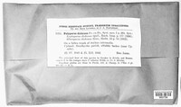 Vitreoporus dichrous image